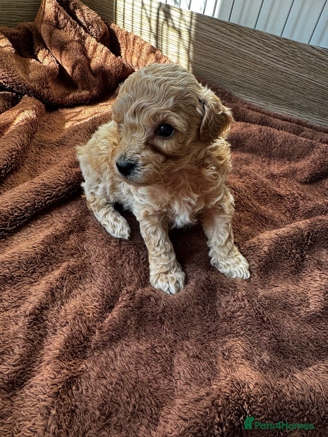 Poochon dogs for sale: Poochon Puppies - Image 9