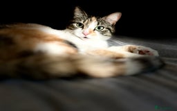 Mixed Breed cats for sale: Mixed Female cat - Image 6