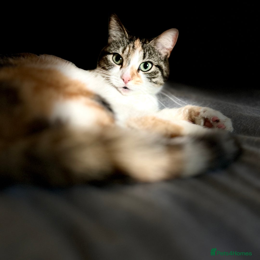 Mixed Breed cats for sale: Mixed Female cat - Image 6