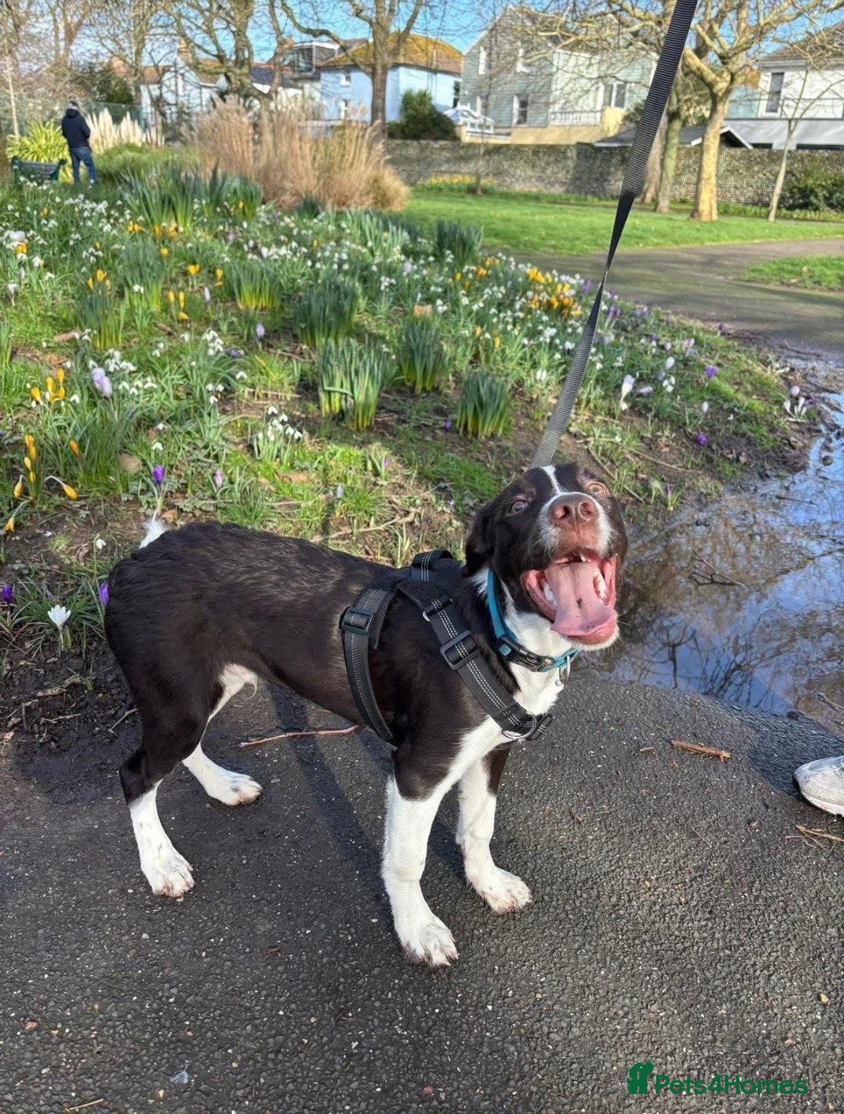 Sprollie dogs 11 month male sprollie - Advert 3