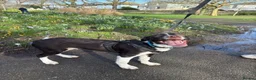Sprollie dogs for sale: Blaze Sprollie Puppy - Advert 1