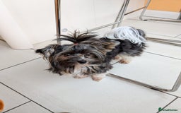Biewer Terrier dogs for stud: Purebred Pedigree Biewer Terrier Stud in Merthyr Tydfil - Image 23