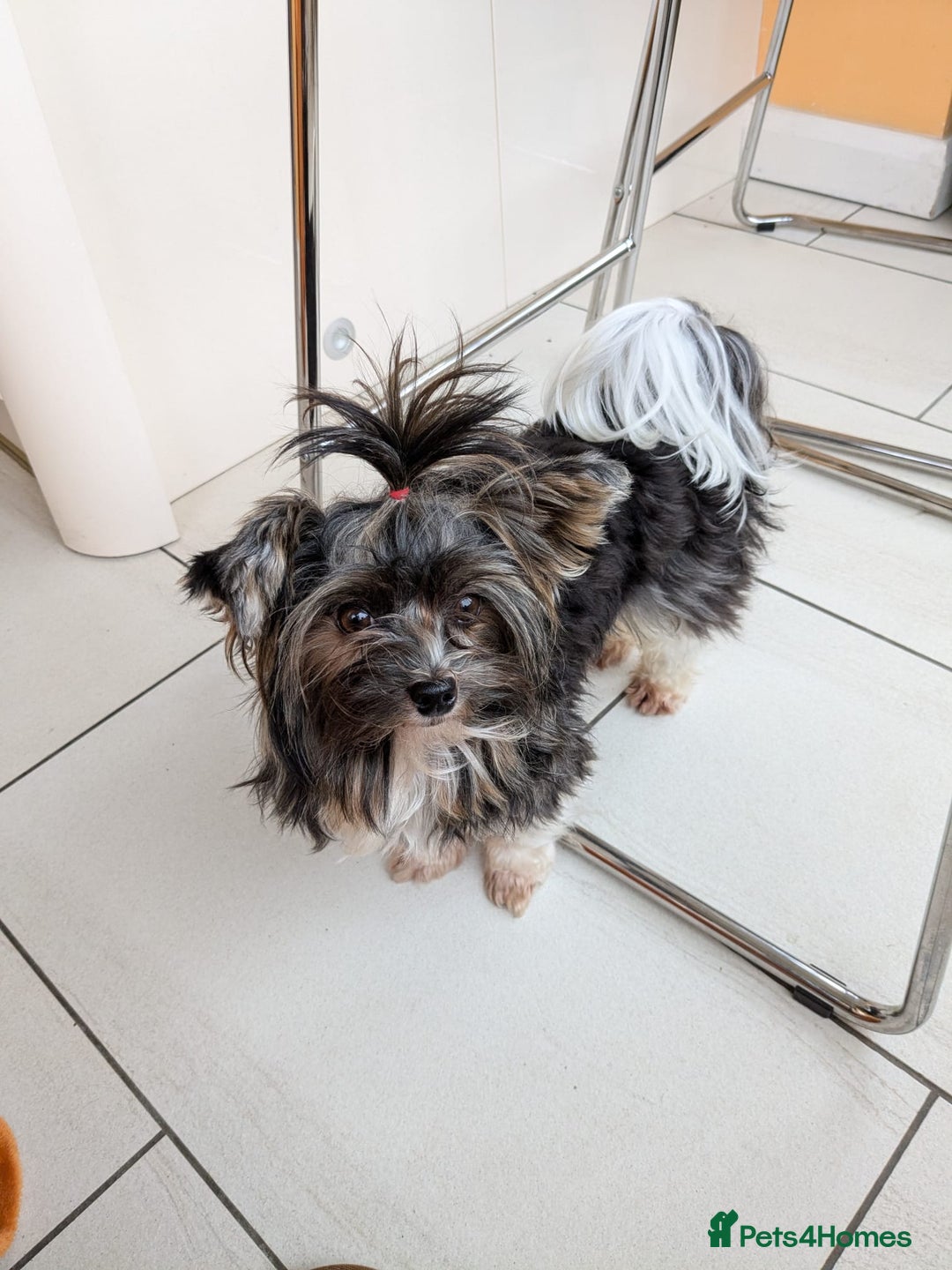 Biewer Terrier dogs for stud: Purebred Pedigree Biewer Terrier Stud in Merthyr Tydfil - Image 23