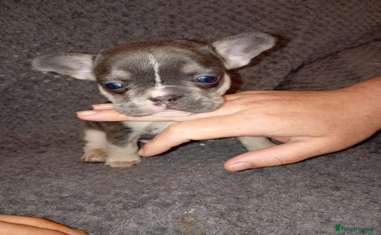 French Bulldog dogs - Advert 4