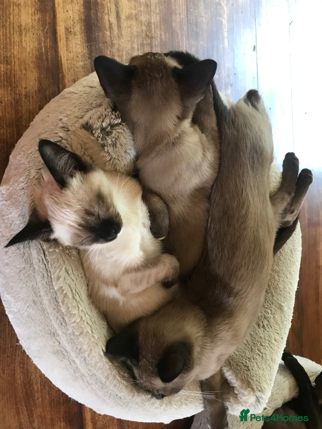 Tonkinese cats for sale: Exquisite Tonkdolls - Advert 6
