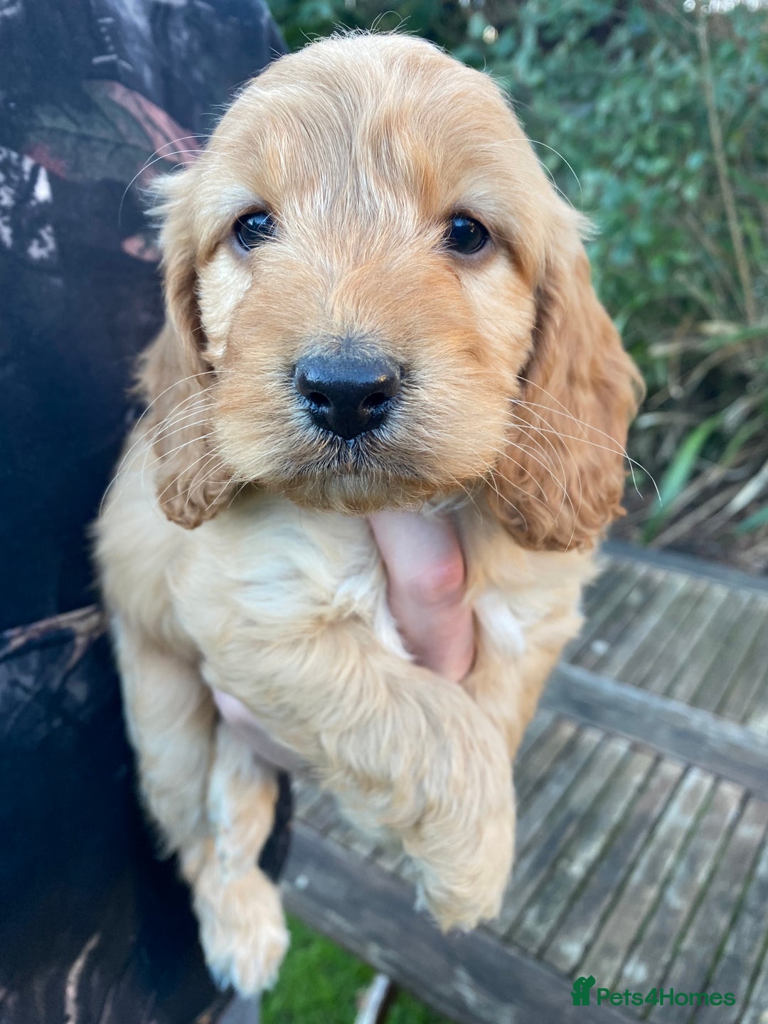 Cockapoo dogs for sale: F1 RED COCKAPOO GIRL. READY 15TH JAN. - Advert 1