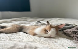 Lionhead rabbits for sale: two friendly rabbits  with a pen,accessories etc  - Image 4