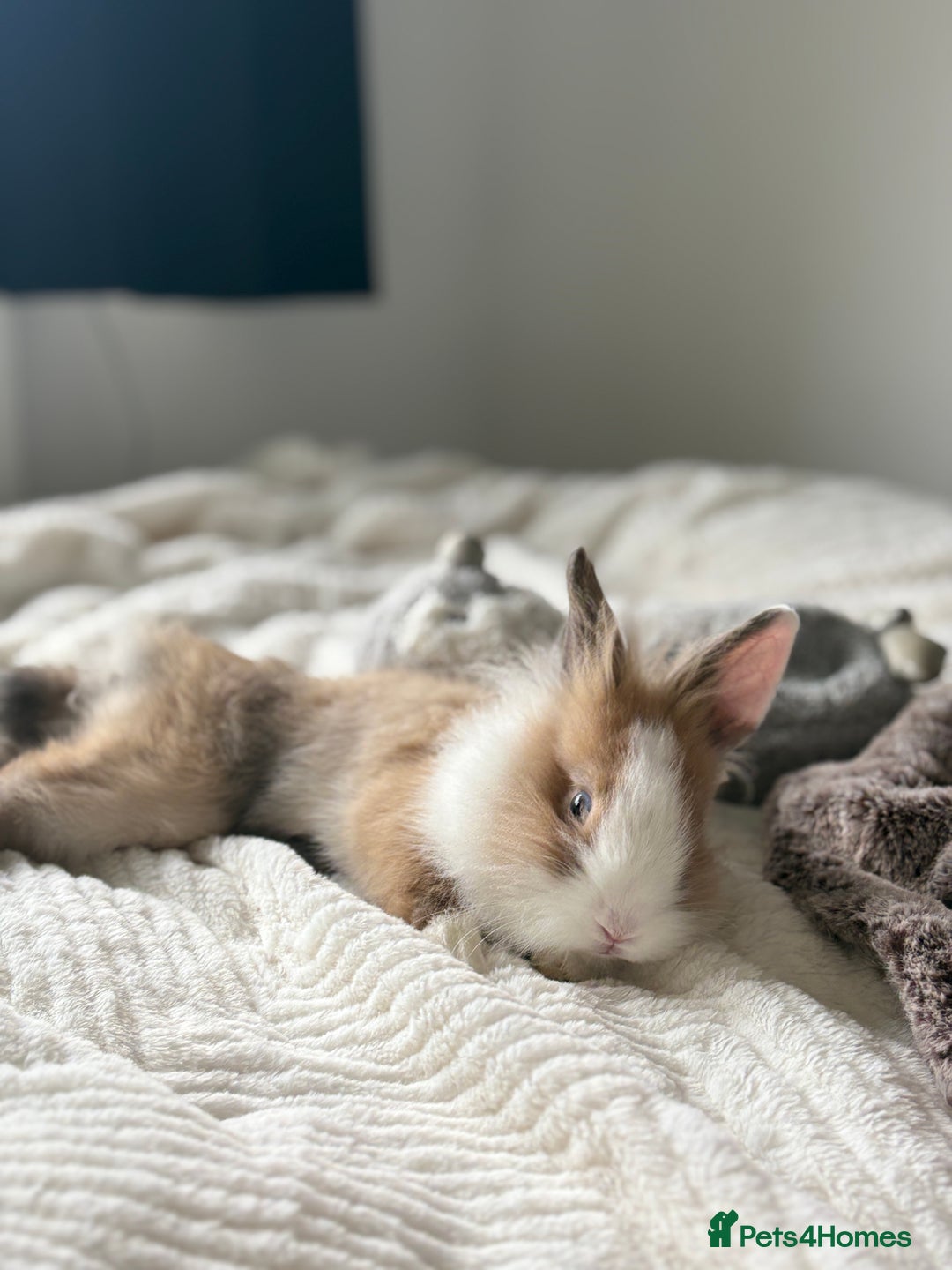 Lionhead rabbits for sale: two friendly rabbits  with a pen,accessories etc  - Image 4