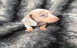 Miniature Dachshund dogs for sale: KC Registered Miniature Shorthaired Dachshund - Image 4