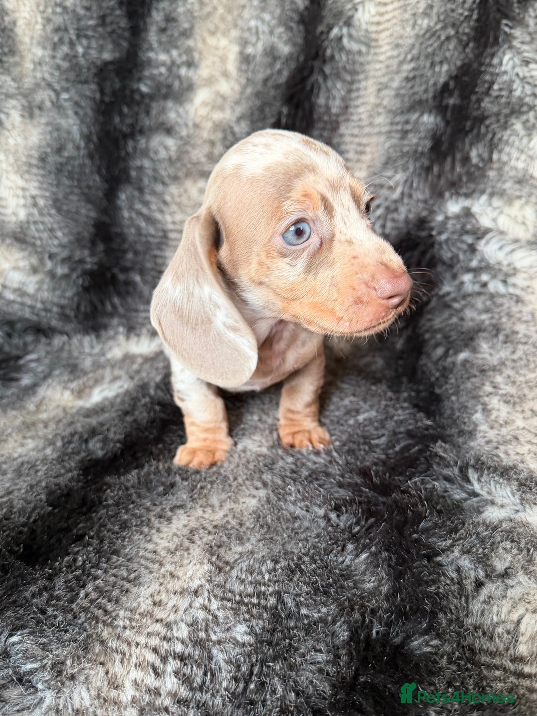 Miniature Dachshund dogs for sale: KC Registered Miniature Shorthaired Dachshund - Image 4