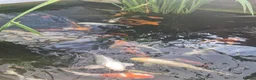Koi Carp fish for sale: Koi carp various sizes - Advert 10