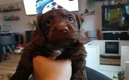 Cocker Spaniel dogs for sale: 2 gorgeous pedigree girl pups with papers - Advert 3