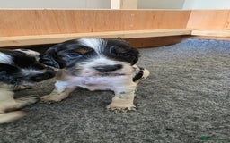 Cocker Spaniel dogs for sale: 🐾 Working Cocker Spaniel Puppies for Sale £800  - Image 38