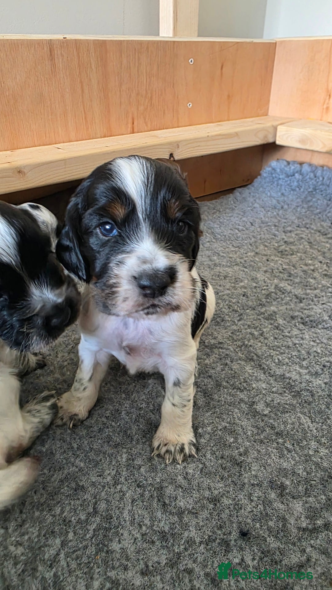 Cocker Spaniel dogs for sale: 🐾 Working Cocker Spaniel Puppies for Sale £800  - Image 38