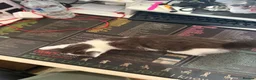 Mixed Breed cats for sale: Three beautiful kittens for sale.  - Advert 5