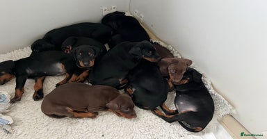 Dobermann dogs - Advert 1