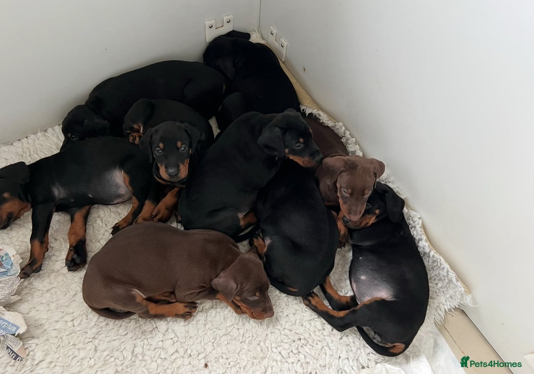 Dobermann dogs for sale: Litter due 17th November -   - Image 3