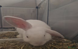New Zealand rabbits for sale: New Zealand white rabbit  - Image 2