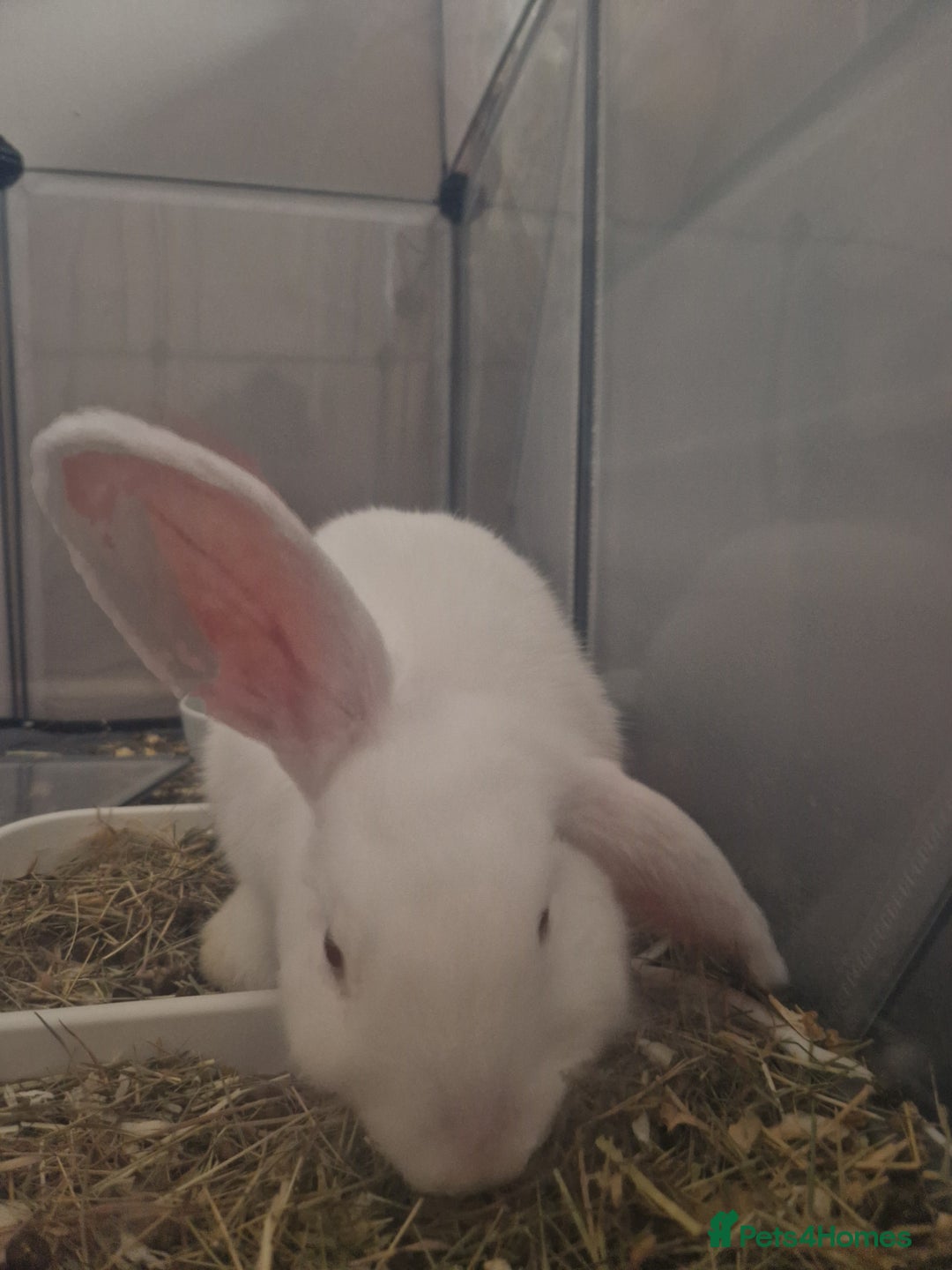 New Zealand rabbits for sale: New Zealand white rabbit  - Image 2