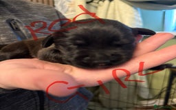 Mixed Breed dogs for sale: Mastador pups - Image 20