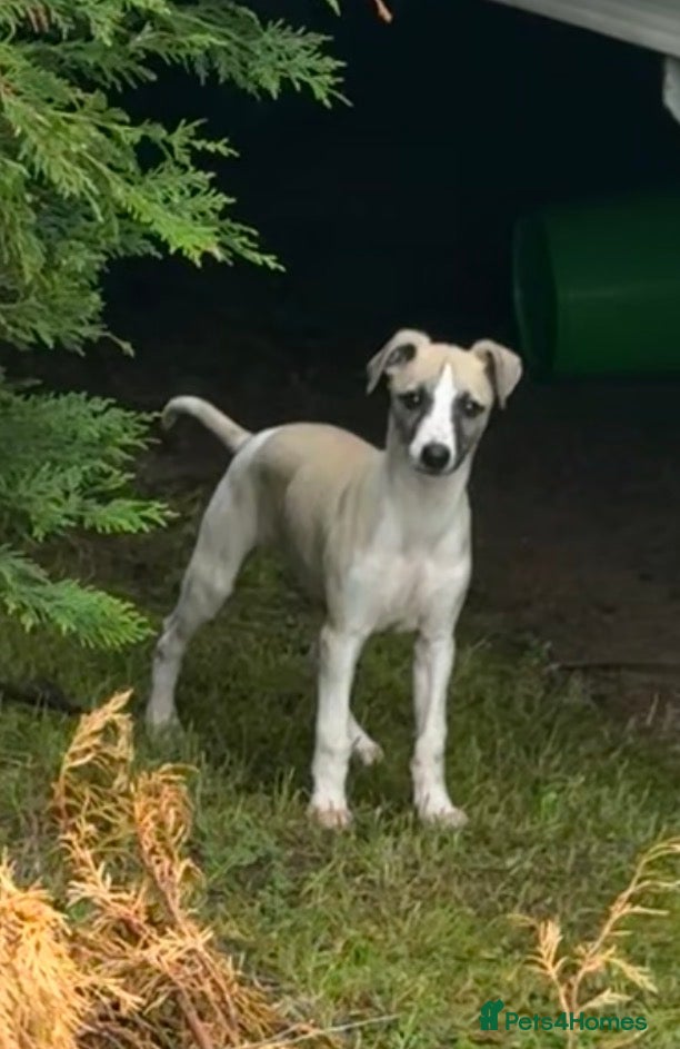 Whippet dogs KC Whippet Puppies - Advert 10