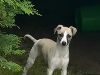 Whippet dogs KC Whippet Puppies - Advert 4