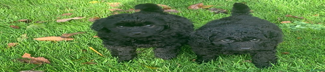 Cockapoo Puppy 1
