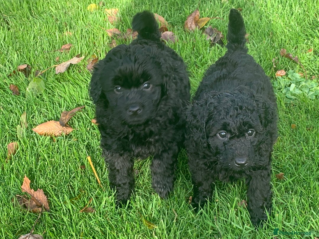Cockapoo dogs for sale: Black Cockerpoo puppies  - Image 6