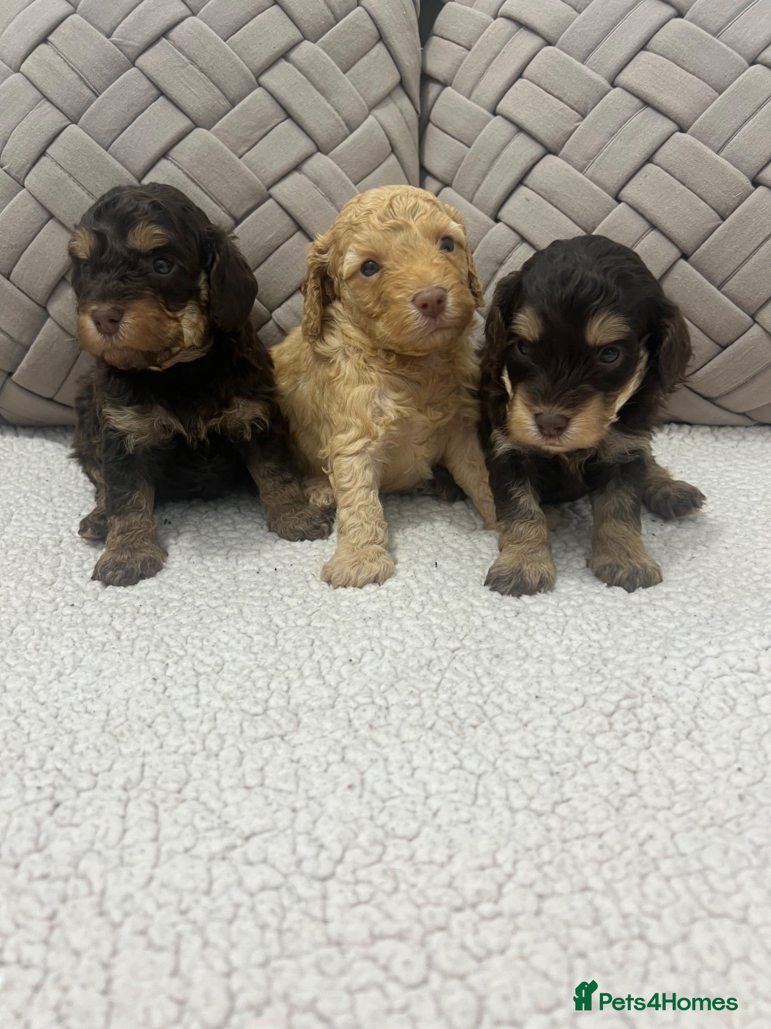 Cockapoo dogs F1b mini cockapoos. Fully health tested  - Advert 2