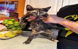 Mixed Breed cats for sale: A BOY AND A GIRL, READY NOW  - Image 12