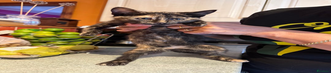 Mixed Breed Kitten 2