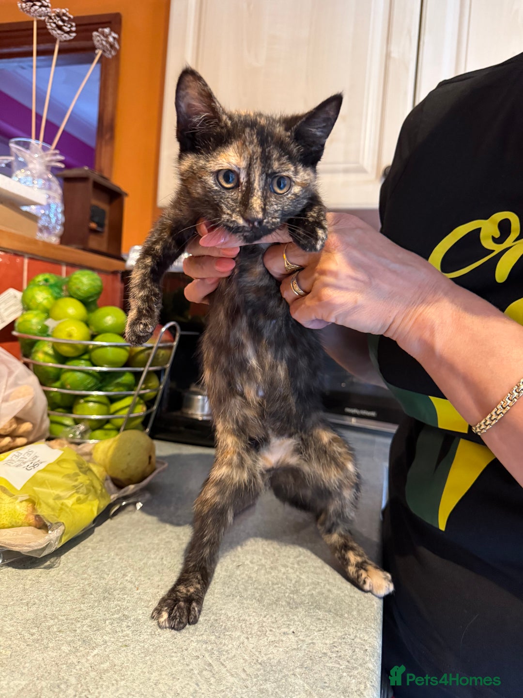 Mixed Breed cats for sale: A BOY AND A GIRL, READY NOW  - Image 12