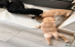 Labrador Retriever dogs for sale: Retriever Labrador puppys for sale - Image 26