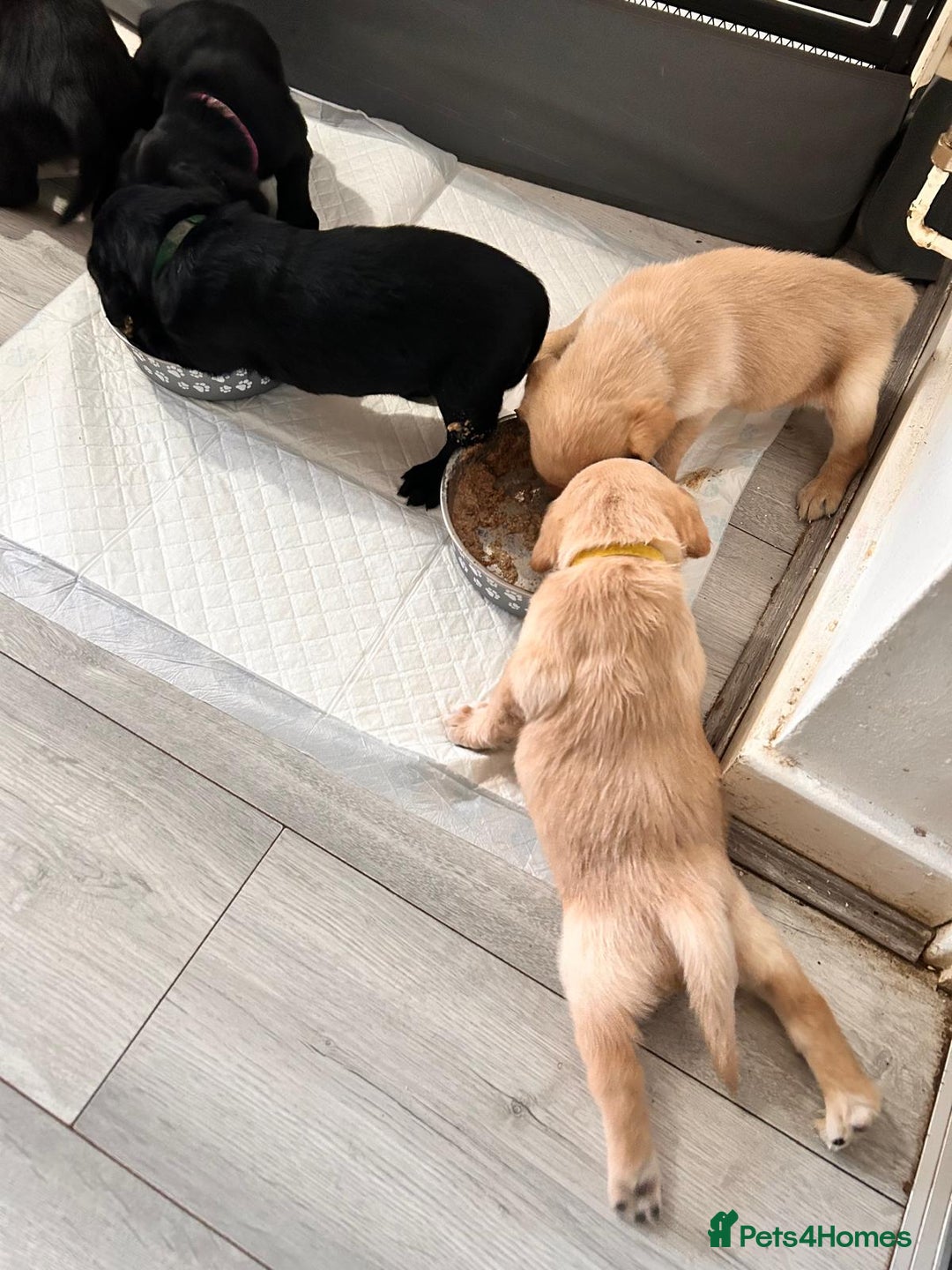 Labrador Retriever dogs for sale: Retriever Labrador puppys for sale - Image 26