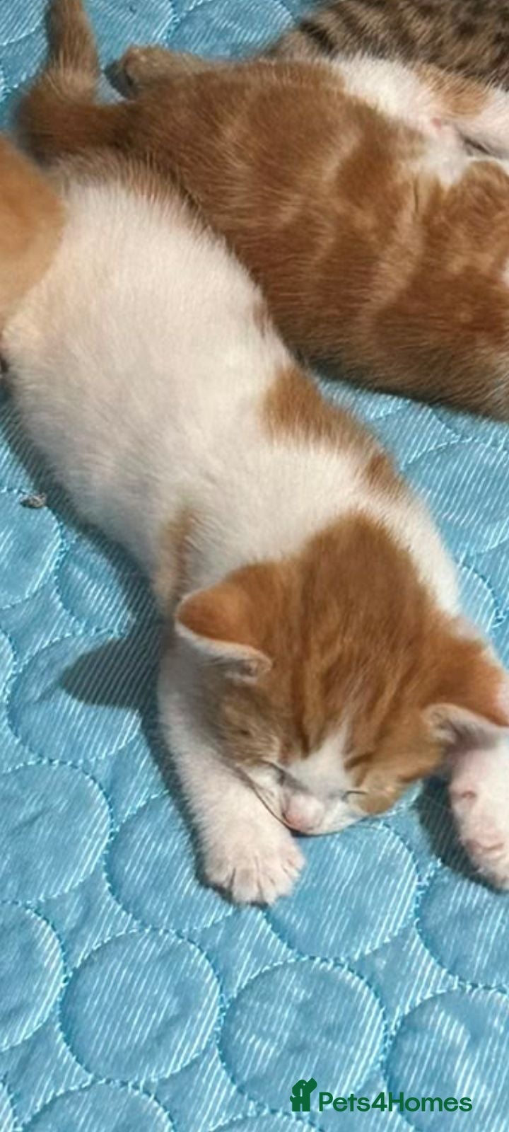 Mixed Breed cats Male  - Advert 4