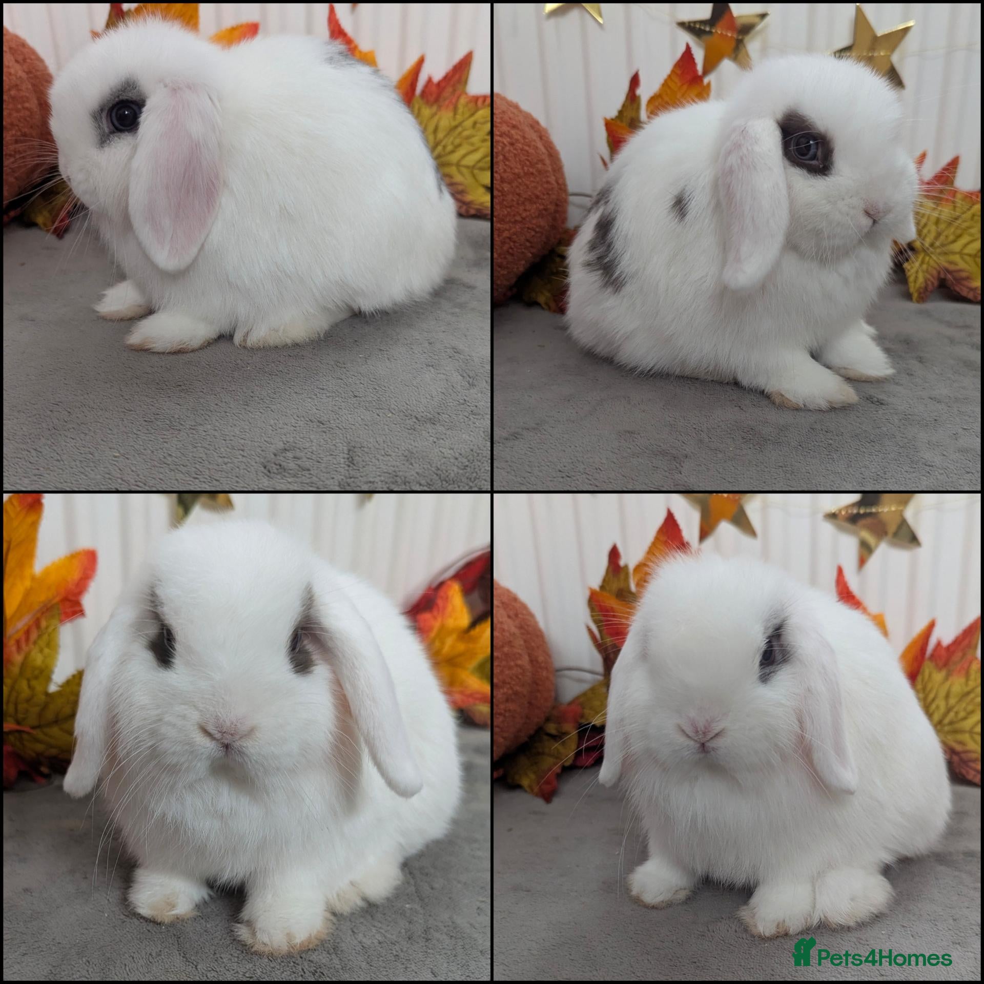 Mini Lop rabbits Mini lops ready for their new homes - Advert 10