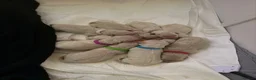 Golden Retriever dogs for sale: Hallie’s beautiful golden retriever pups  - Advert 4