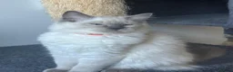 Ragdoll cats for sale: 🩷1 gorgeous bluepoint ragdoll girl left!!🩷 - Advert 4