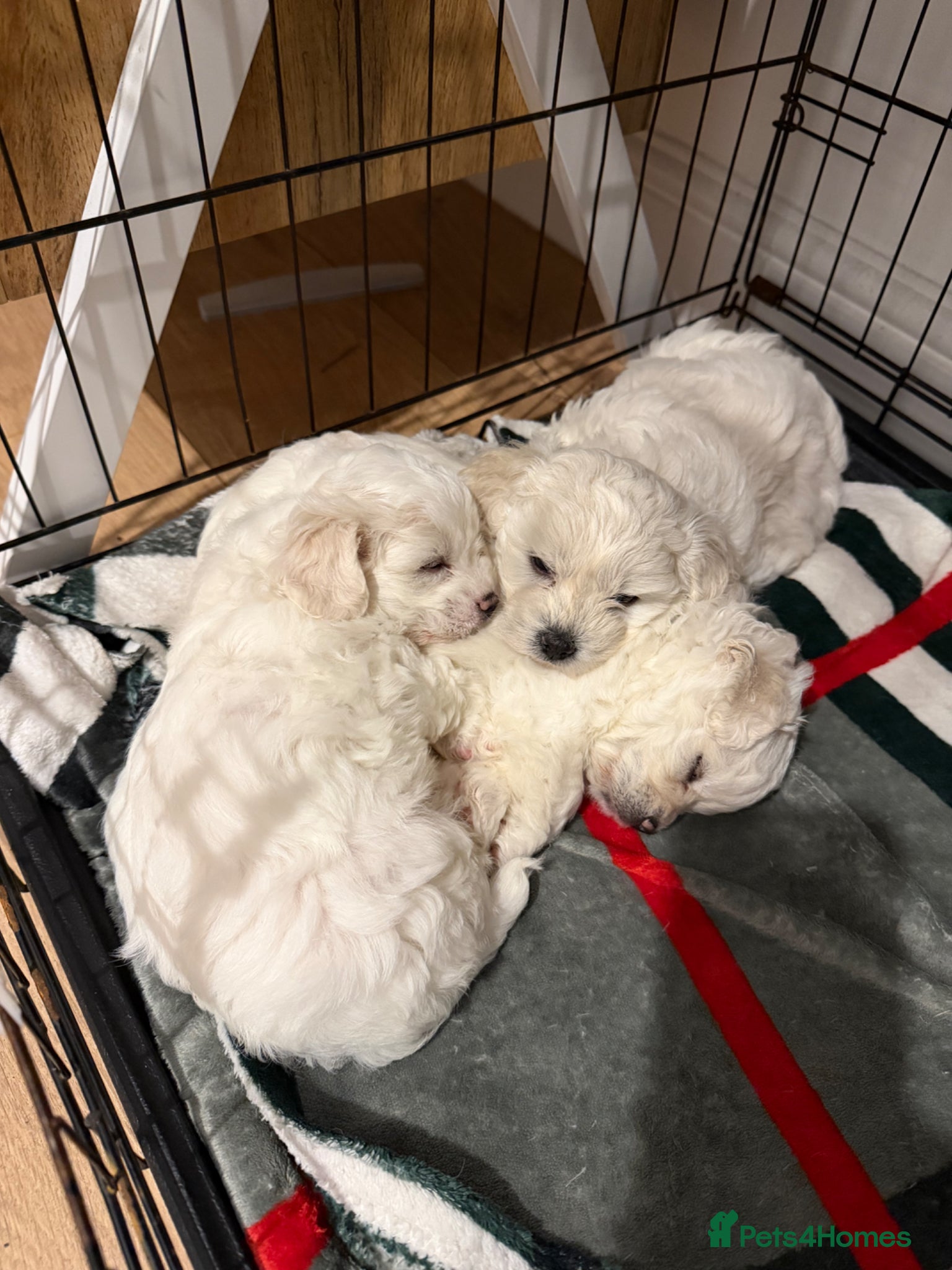 Bichon Frise dogs Bichon frise  - Advert 6