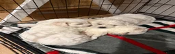 Bichon Frise dogs for sale: Bichon frise  in Ipswich - Advert 1