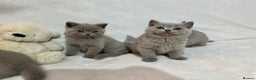 British Shorthair cats for sale: Stunning British Shorthair Lilac are available  - Advert 11