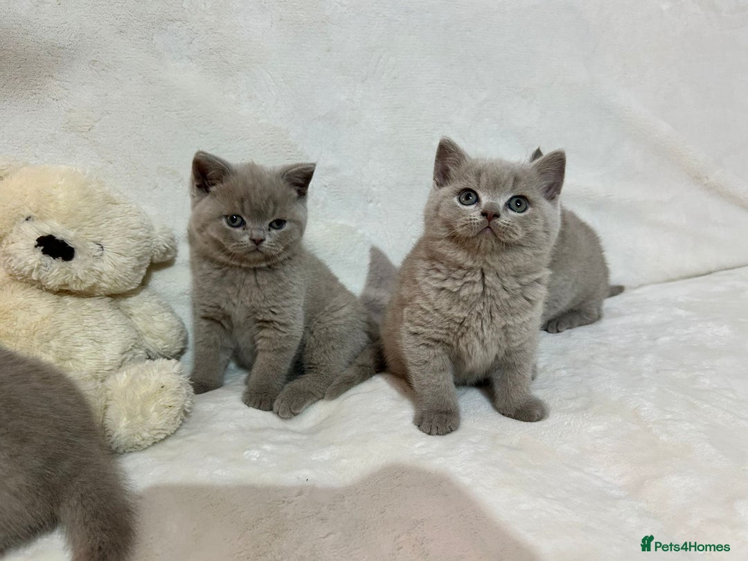 British Shorthair cats for sale: Stunning British Shorthair Lilac are available  - Advert 11
