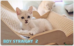 Scottish Fold cats for sale: Scottish Fold Kittens (Delivery  available) - Image 6