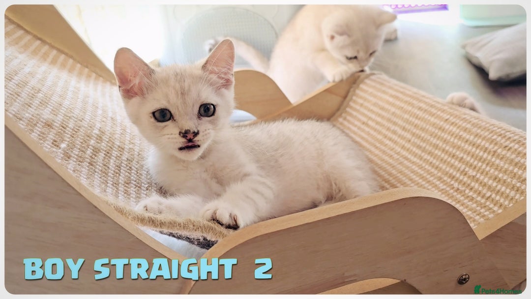 Scottish Fold cats for sale: Scottish Fold Kittens (Delivery  available) - Image 6