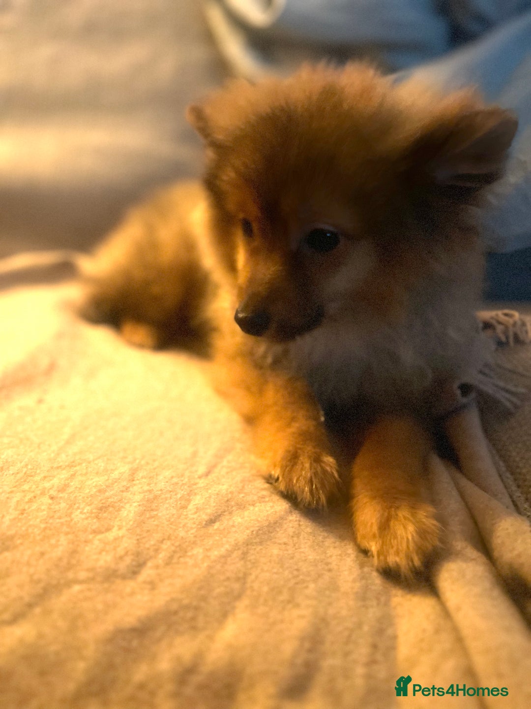 Mixed Breed dogs for sale: Forever Home Wanted  - Advert 9