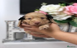 Miniature Dachshund dogs for sale: 𝕃𝕠𝕟𝕘 𝕙𝕒𝕚𝕣𝕖𝕕 𝕔𝕣𝕖𝕒𝕞 𝕡𝕦𝕡𝕡𝕚𝕖𝕤 🧸 - Image 7