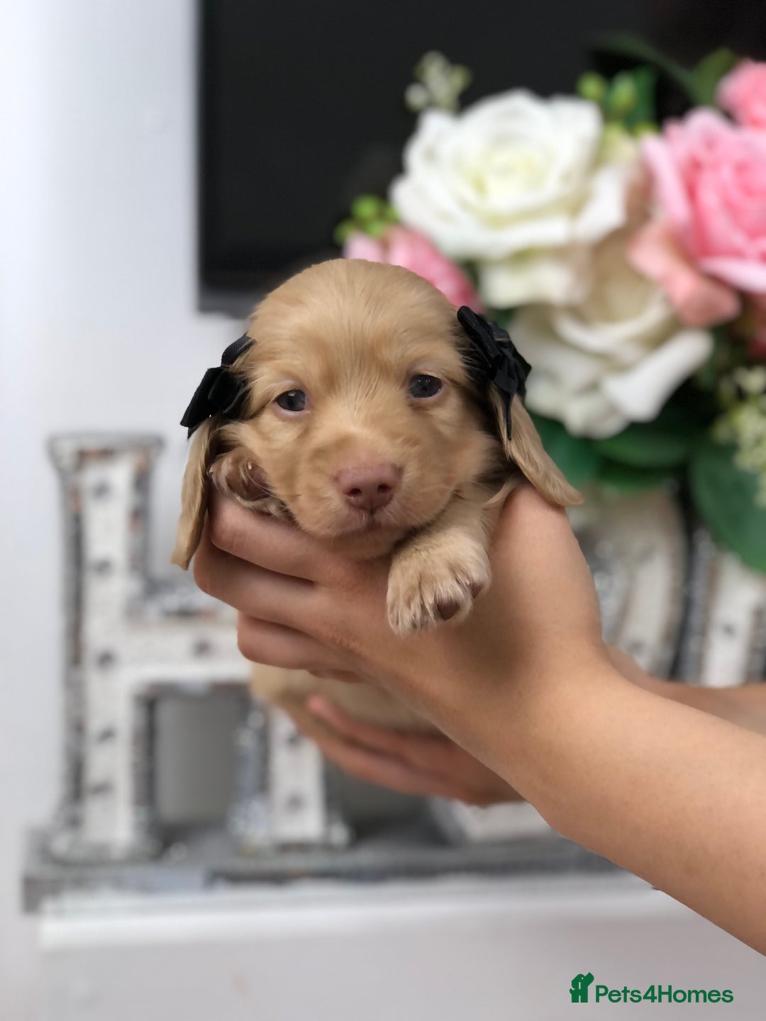 Miniature Dachshund dogs for sale: 𝕃𝕠𝕟𝕘 𝕙𝕒𝕚𝕣𝕖𝕕 𝕔𝕣𝕖𝕒𝕞 𝕡𝕦𝕡𝕡𝕚𝕖𝕤 🧸 - Image 7