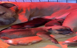 Mixed Breed dogs for sale: Puppy’s available  - Image 15