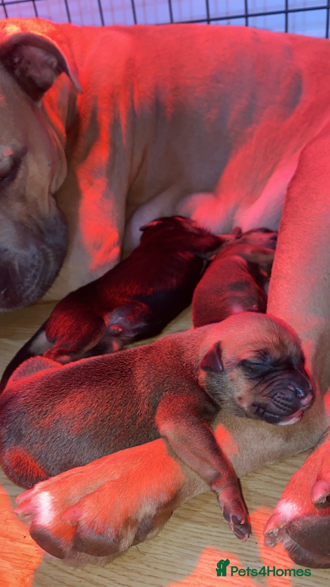 Mixed Breed dogs for sale: Puppy’s available  - Image 15