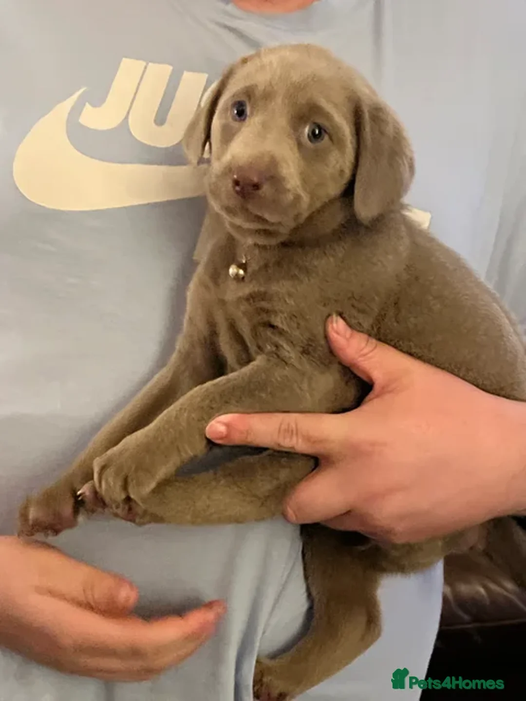 Labrador Retriever dogs for sale: Kc dna clear silver Labrador pups  - Advert 2